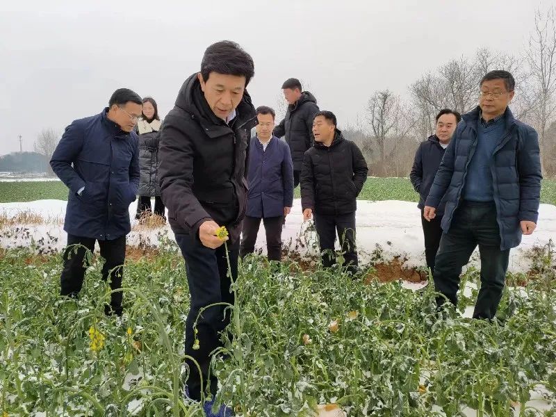 宝马娱乐在线电子游戏益阳桃江：监督护航农作物安全越冬(图1)